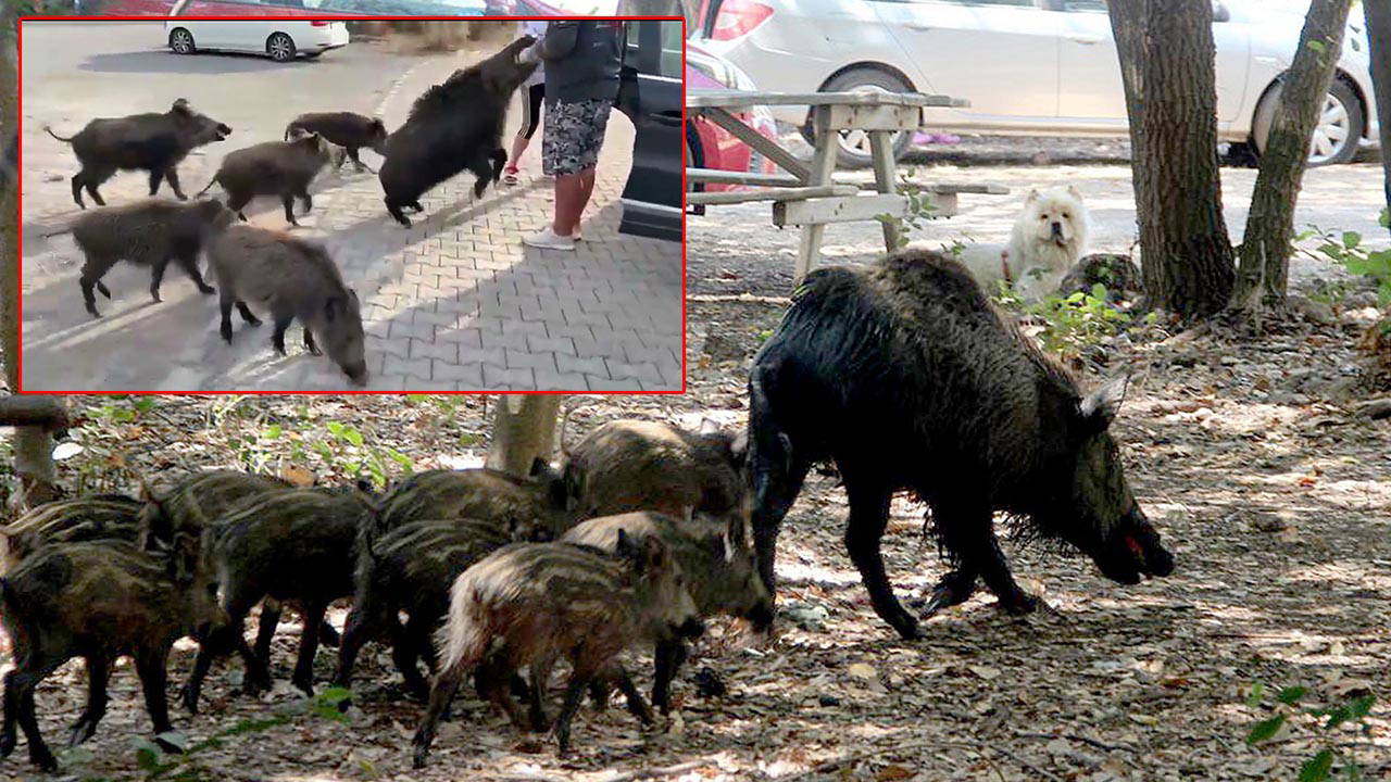 beslemeye calistigi yaban domuzu tatilcinin kolunu isirdi vPqnnYAW.jpg
